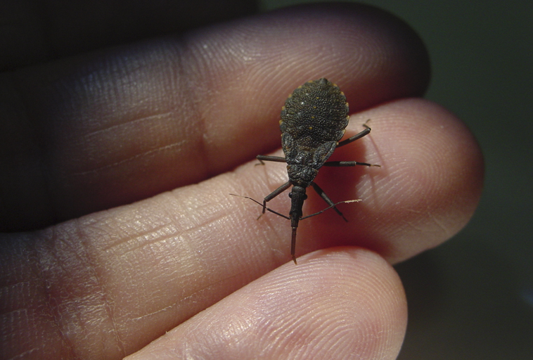 Doença de Chagas no radar constante do Distrito Federal