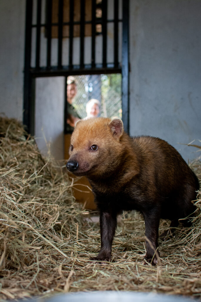 Cachorro-do-mato-vinagre é acolhido pelo Zoológico de Brasília