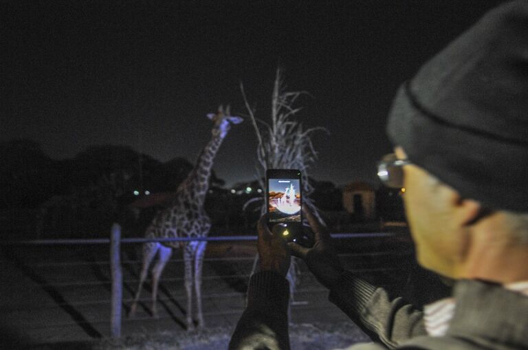 Depois de 2 anos suspenso, o projeto Zoo Noturno volta a receber visitas