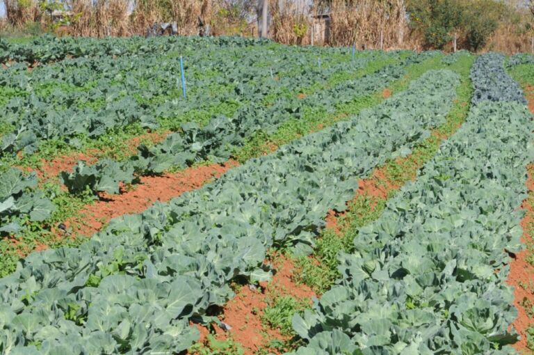 GDF destina R$ 23 milhões para compra de alimentos da agricultura familiar