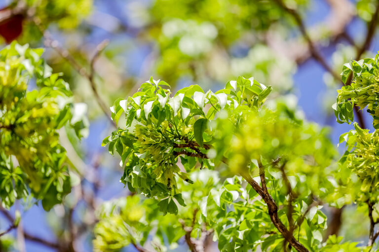 A Beleza Sutil do Ipê Verde: Um Tesouro Escondido do Cerrado