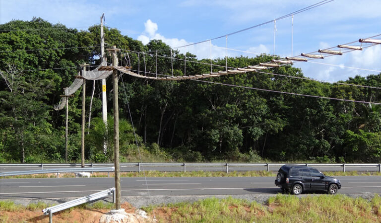 Audiência pública debate necessidade de passagens de fauna nas rodovias do Distrito Federal