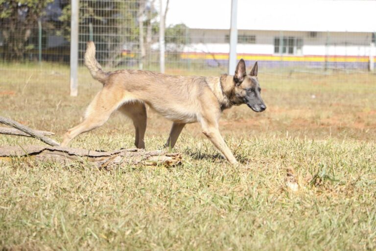 Cães da PMDF reforçam a segurança nos abrigos para vítimas das enchentes no Sul