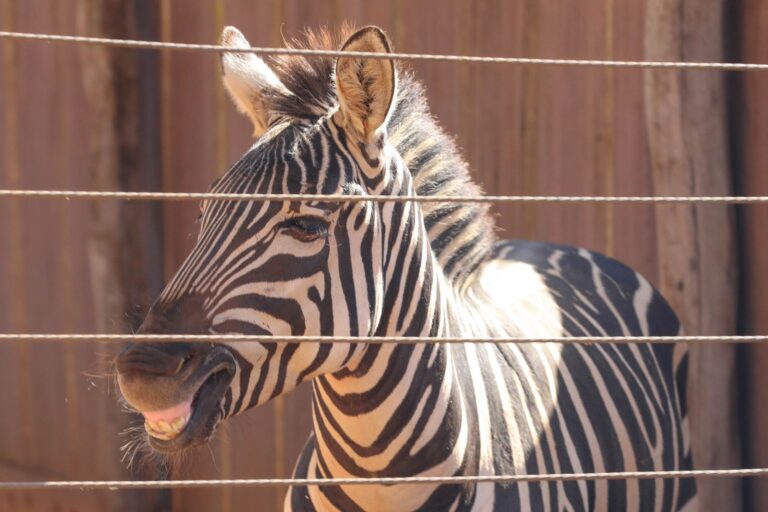 Novos Animais Chegam ao Zoo de Brasília: Zebra Ailin é Destaque