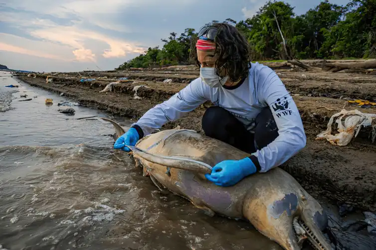 Tefé (AM) 30/09/2023 - Uma pesquisadora fazem medição e coleta de tecidos de botos mortos em lago no município de Tefé, no Amazonas. Para o ICMBio, há indícios de que a seca prolongada e a temperatura elevada na região possa ter causado as mortes dos animais
Foto: MIGUEL MONTEIRO/INSTITUTO MAMIRAUÁ
