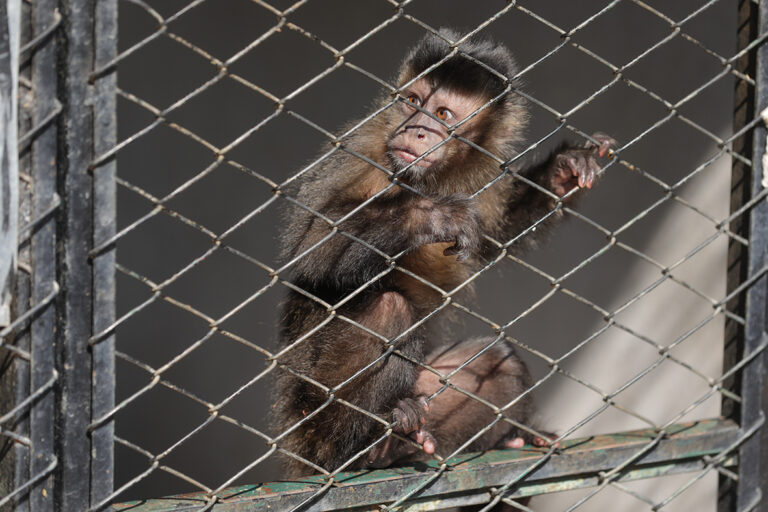 Zoológico presta atendimento a animais atropelados e conta com equipe de suporte em áreas atingidas por queimadas