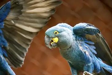 São Paulo (SP) 18/09/2024 - Zoológico de São Paulo, conseguiu reproduzir em cativeiro a espécie em extinção da Arara Azul de Lear. Foto: Paulo Pinto/Agência Brasil