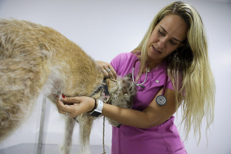 Outubro Rosa Pet: GDF oferece tratamento gratuito para câncer de mama em animais domésticos