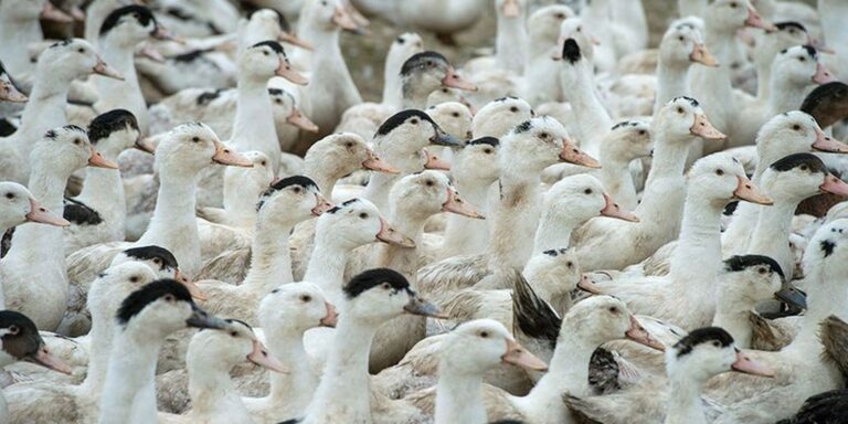 Mortes de gansos e patos em zoológico no RS foram por gripe aviária
