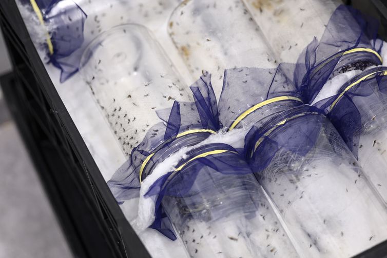 Brasília (DF), 09/09/2025 -  Mosquitos aedes aegypti inoculados com a bactéria Wolbachia, o que os torna 