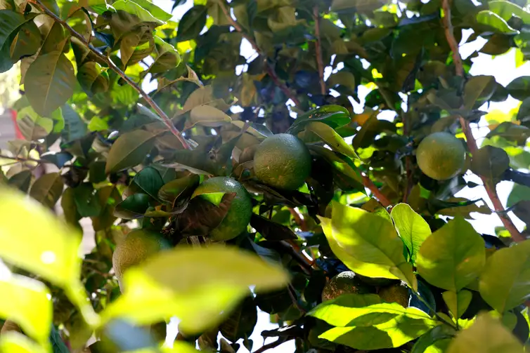 Rio de Janeiro (RJ), 26/03/2026 - Pé de limão no alto do morro do Salgueiro. Hortas agroecológicas e ancestrais no Morro do Salgueiro, zona norte da cidade. Foto: Tânia Rêgo/Agência Brasil